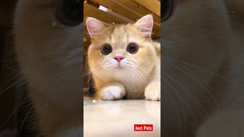 This will make your day #shorts #cute #cat #funnyanimals