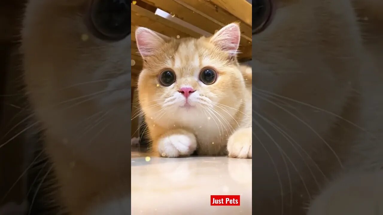 This will make your day #shorts #cute #cat #funnyanimals
