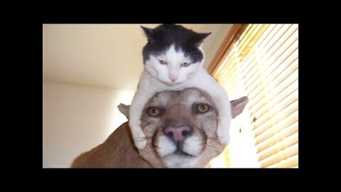 The funniest and most hilarious ANIMAL videos #1 - Funny animal compilation - Watch & laugh!