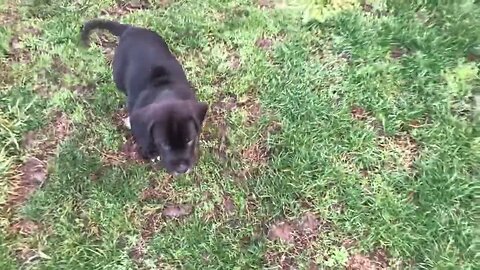 Puppies being cute!