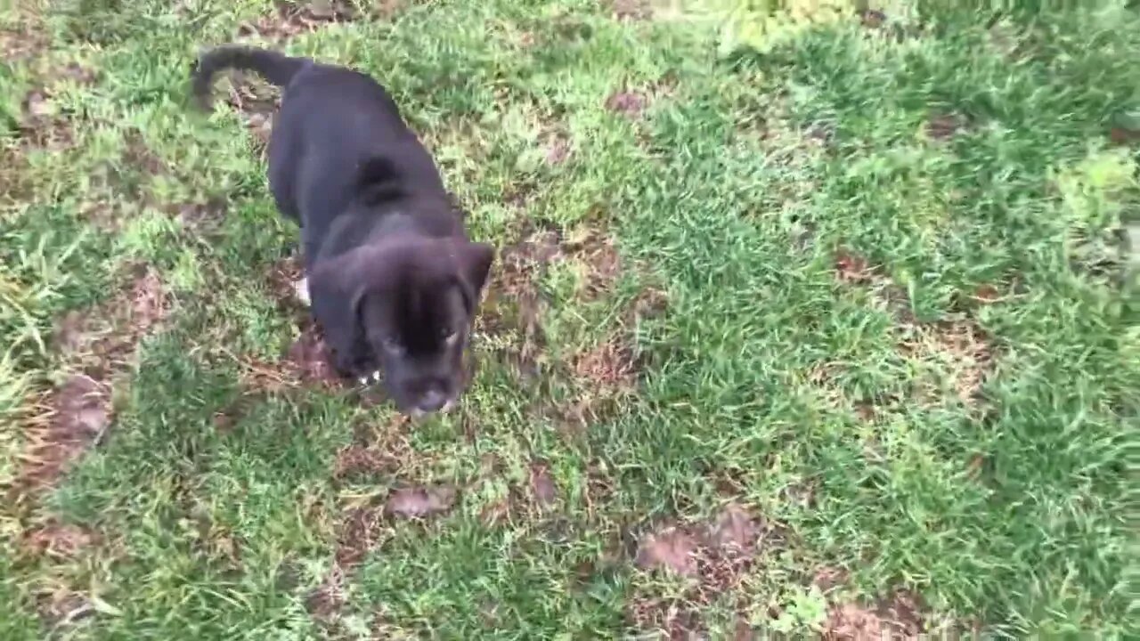 Puppies being cute!