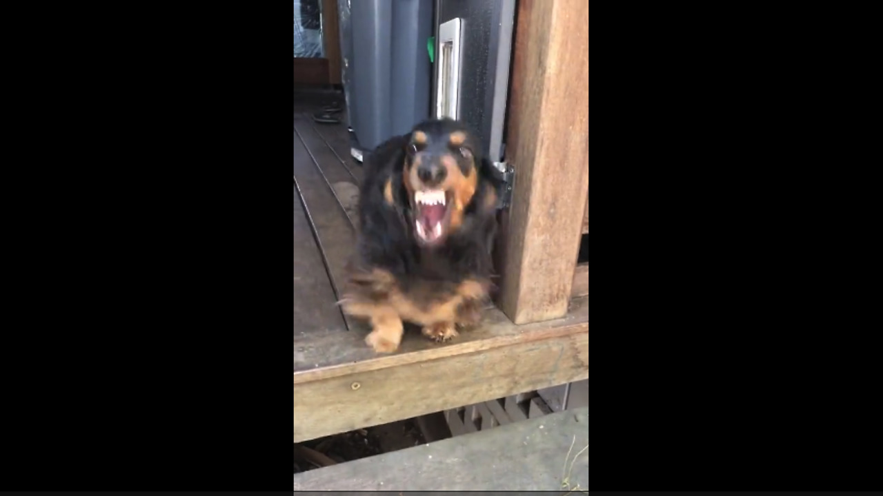 Doggy Stops His Buddy From Constant Barking