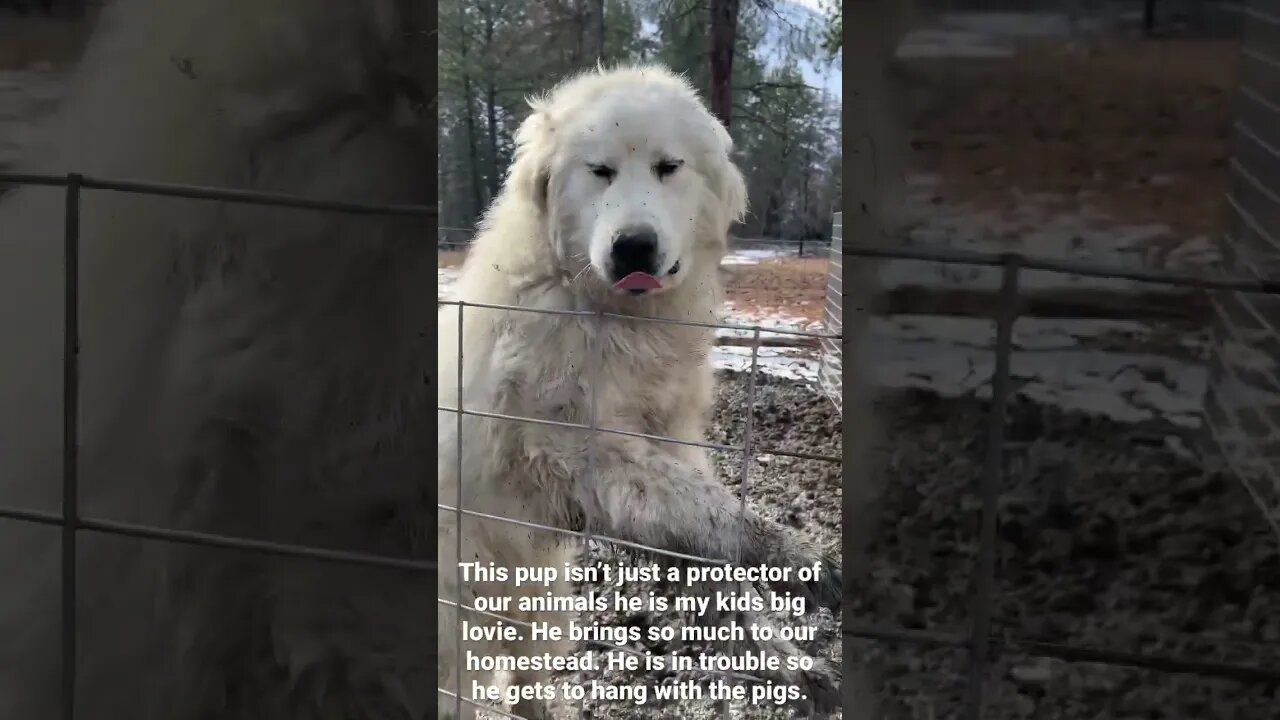 #livestockguardiandogs #greatpyrenees #bestdogsintheworld #montana #homesteading #countryliving