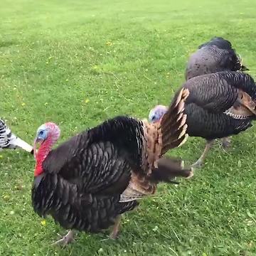 "A Boy Tells A Joke To A Group Of Turkeys And They All Gobble"