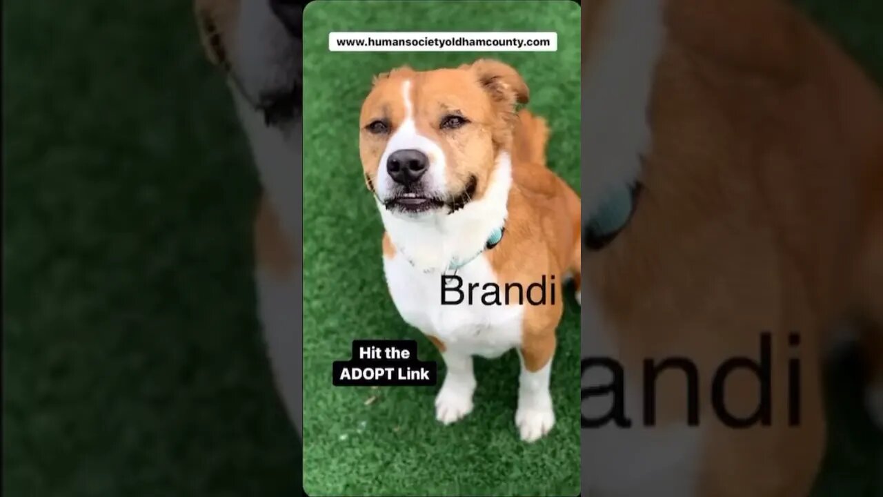 Brandi needs a forever home..