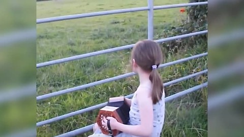 Little Girl Plays Accordion In Empty Field, Dad Reaches For Camera As Curious Creatures Come Running