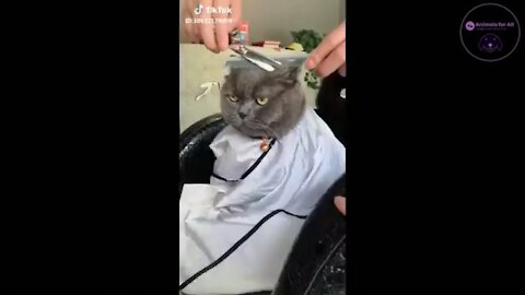 the cat sit down cut hair