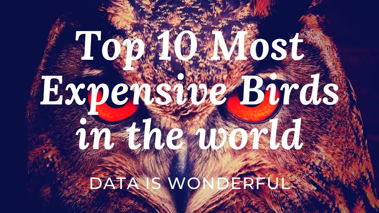 Beautiful Top 10 Most Expensive Birds In The World