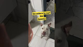 Esse dog kkk #shorts #viralshorts #dog #asmr