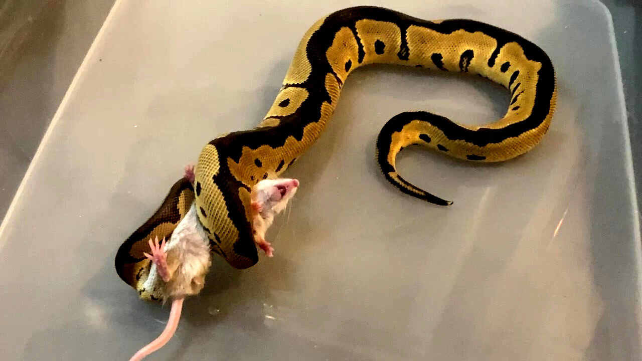 Ball Python vs Mouse! Snake Strikes!