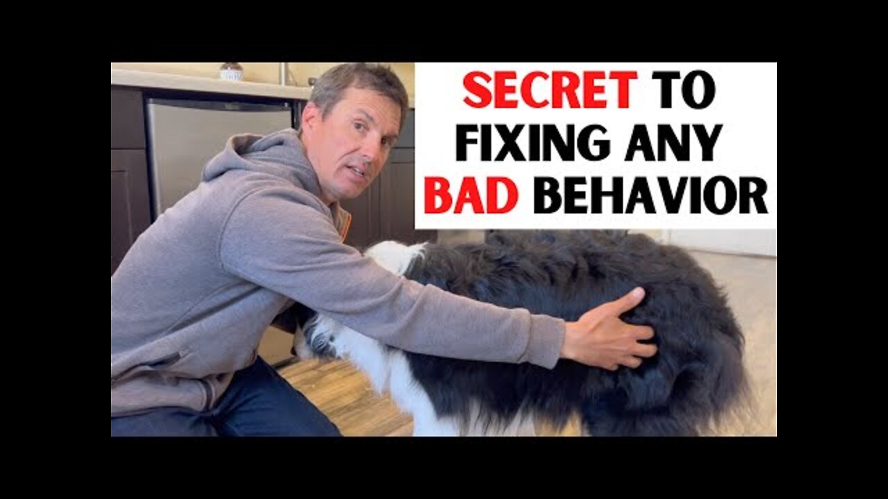 How you too can get results that only the best dog trainers can get.