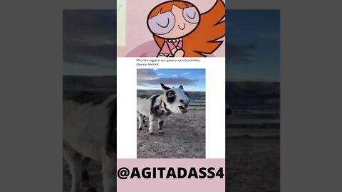 Pronto agora eu quero um burrinho