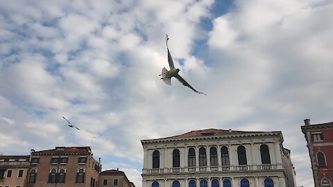 Amazing birds in Slow Motion