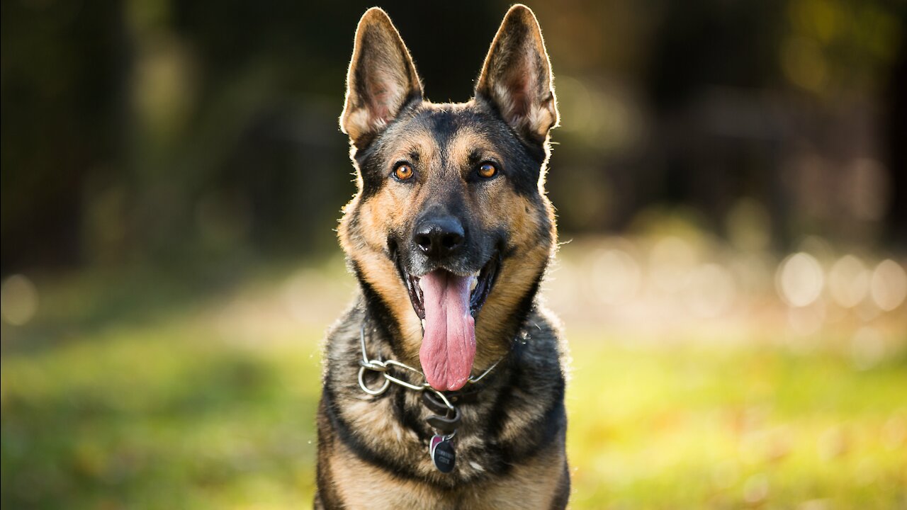 Teach dogs instanly to guard people and objects