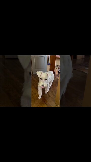 His ears tell a story #shorts