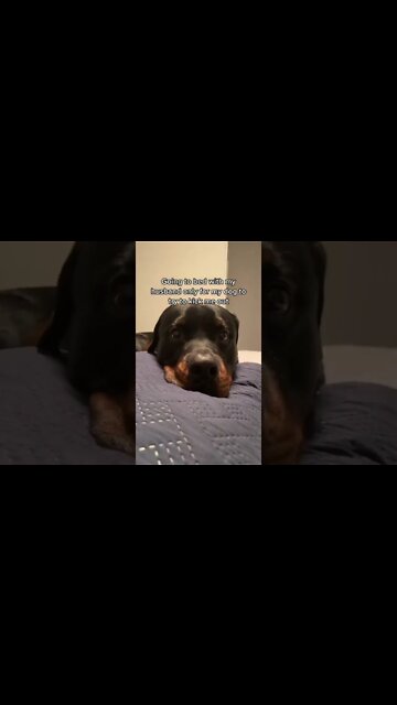 If Odin Could Talk! 😂 Rottweilers Always Watching 👀 #Shorts #rottweiler #dogs
