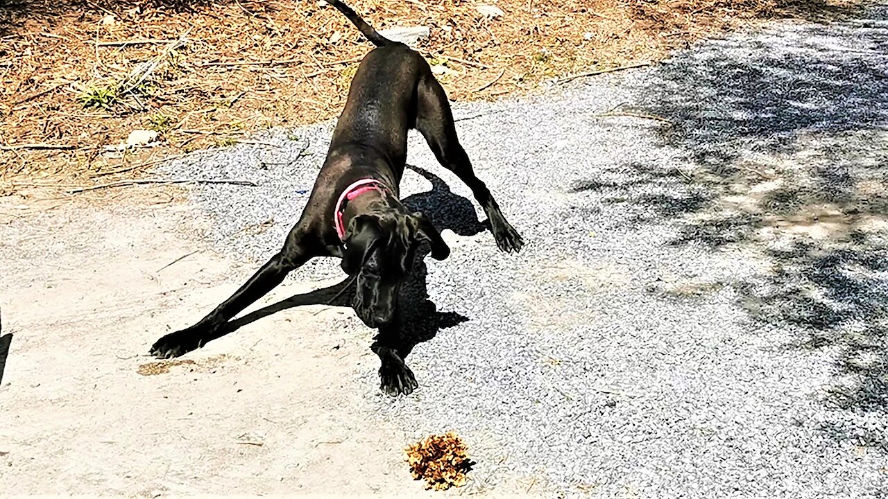 Great Dane puppy is adorably angry with leaves on her driveway