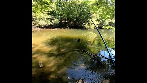 Bream Fishing