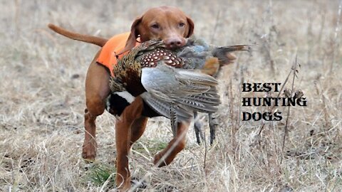 Best Hunting Dogs | Super Bark