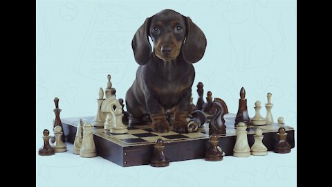How to Teach The First 10 Things To Your Dog