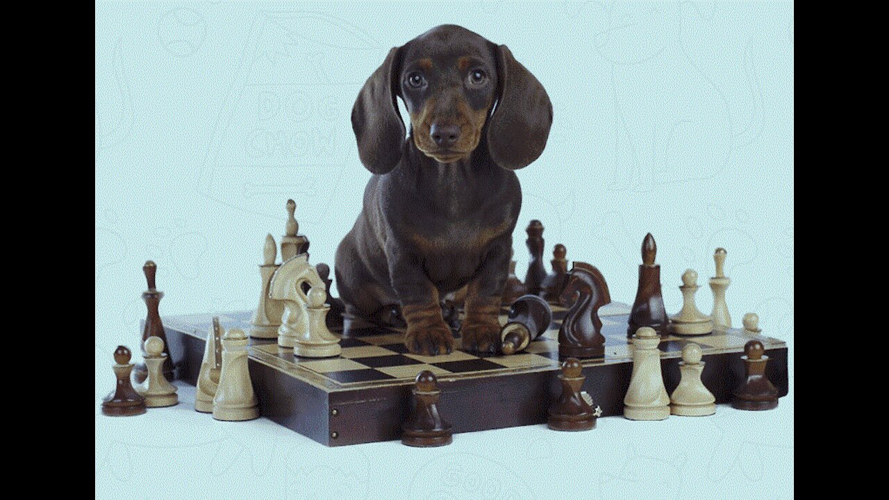 How to Teach The First 10 Things To Your Dog