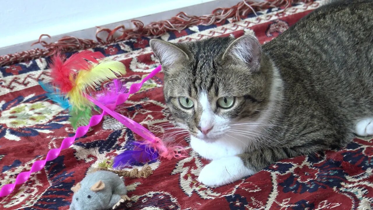 Little Cat Lies on the Floor