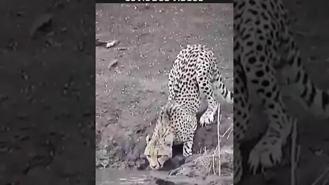 crocodilo atacando leopardo