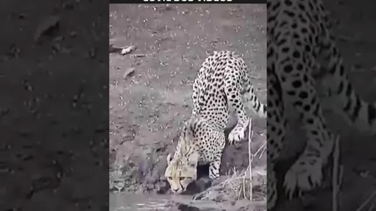 crocodilo atacando leopardo