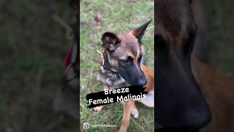 Breeze, genial Malinois puppy #mindset #entrepreneurlife #entrepreneurship