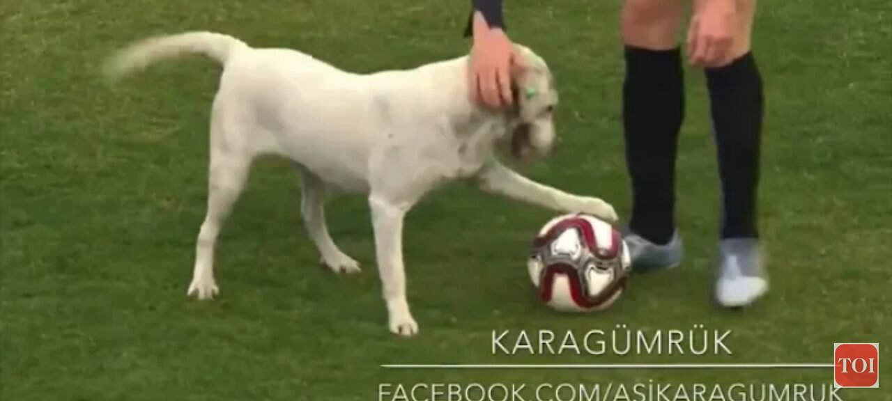 Canine interruption: How a dog brought a football match to a halt