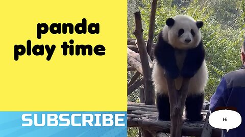 "Panda Playtime: Unveiling the Cuteness and Playfulness of Pandas!"