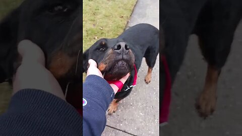 Rottweiler pattycake goes for walk with uncle danny