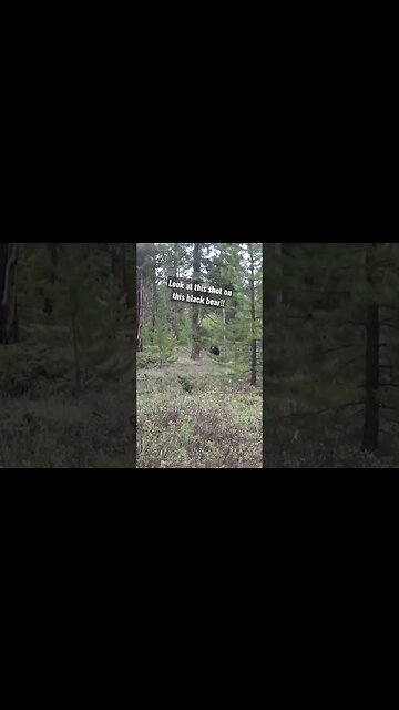 Perfect shot on this black bear! #bear #bearhunting #blackbear #wyoming #hunting #shortsvideo #shot