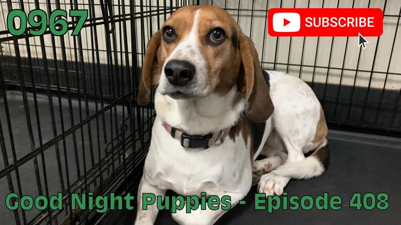 [0967] GOOD NIGHT PUPPIES - EPISODE 408 [#dogs #doggos #doggos #puppies #dogdaycare]
