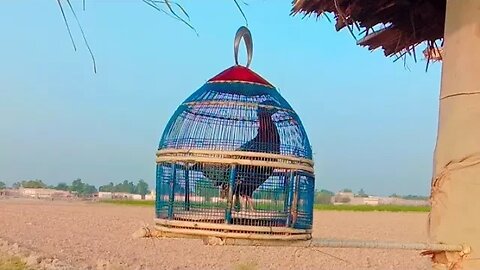 Teetar Black Francolin