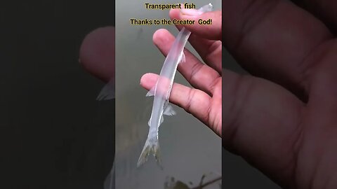 فيسك شفاف مذهل بفضل الله Amazing The transparent fish , Thanks to God #fishing #shorts