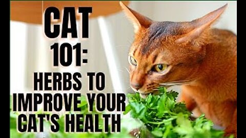 Cat 101: Herbs to Improve Your Cats Health