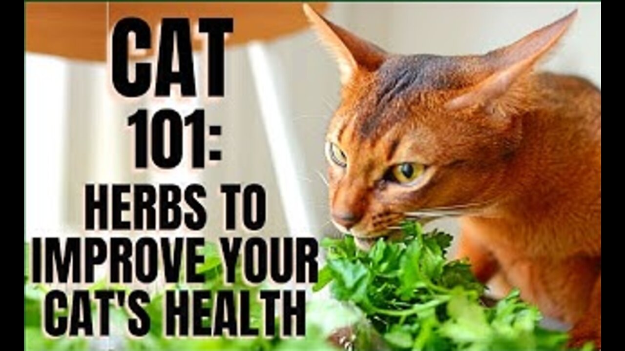 Cat 101: Herbs to Improve Your Cats Health