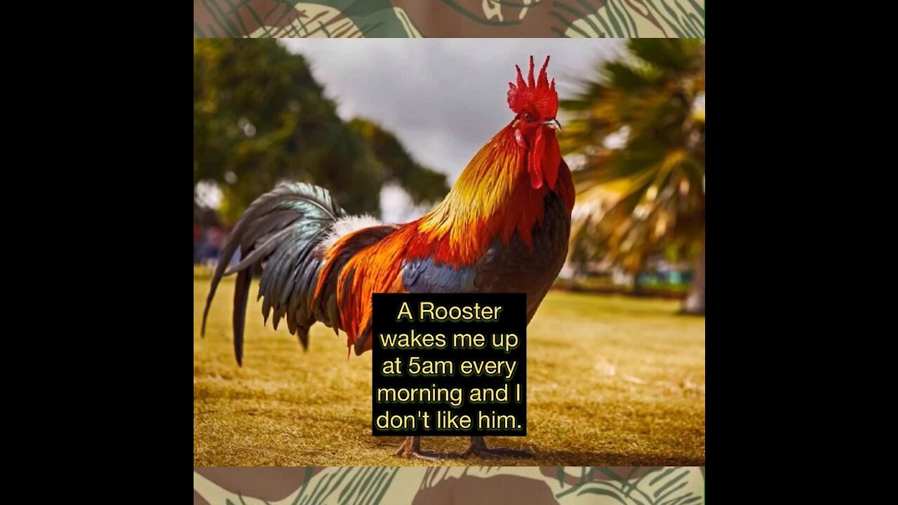 A Rooster Wakes Me Up and I Don't Like Him