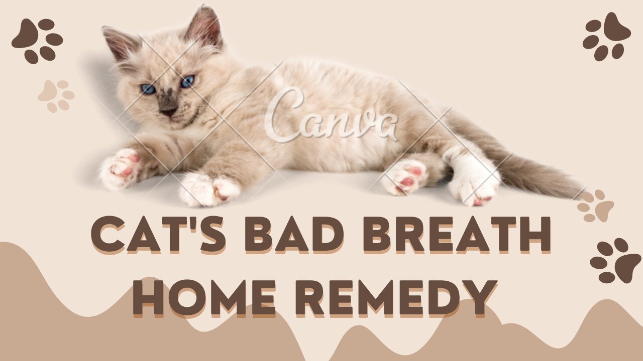 Cat's Bad Breath Home Remedy