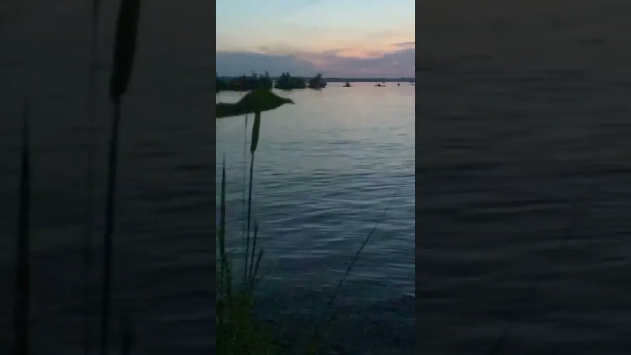 Fenelon falls fish jumping