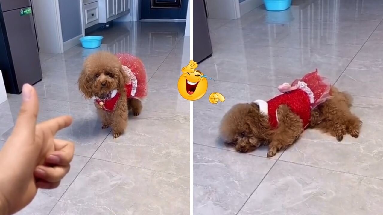 Funny Dog ​​TRY NOT TO LAUGH 😂