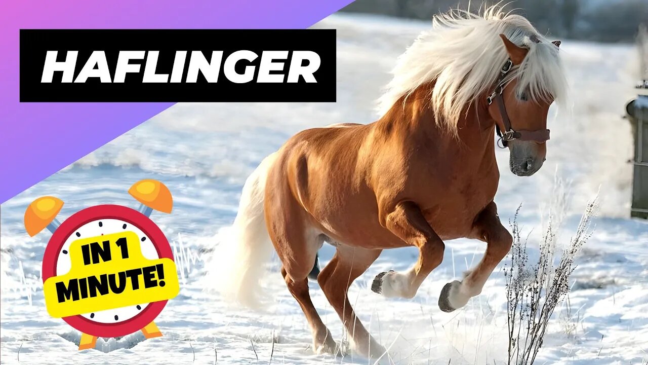 Haflinger - In 1 Minute! 🐴 One Of The Most Beautiful Horses In The World | 1 Minute Animals