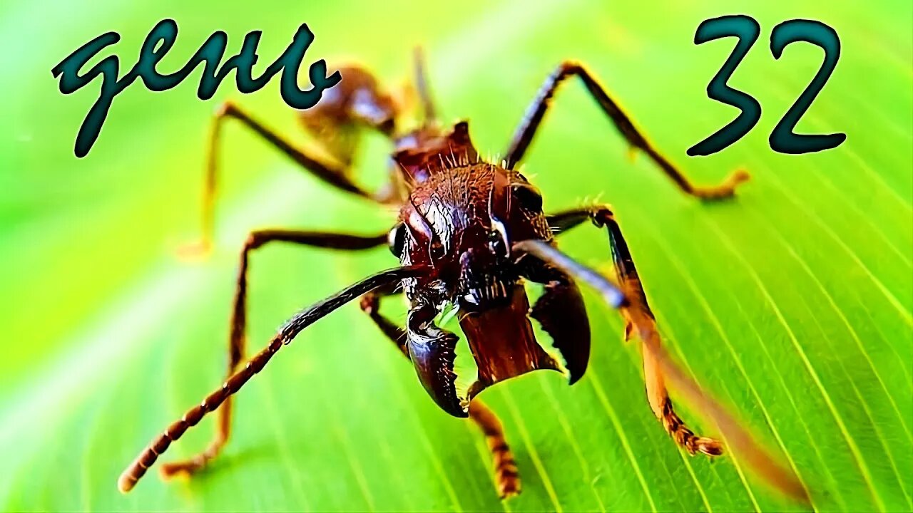 #AnToxiс 📅 День 3️⃣2️⃣ Муравей ВОЙН 🐜🐜🐜 #ants #colony #antlife @ParaToxic