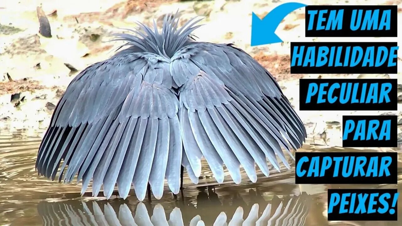 Garça-negra? Conheça a ave africana que faz ‘guarda-chuva’ com as asas para pescar