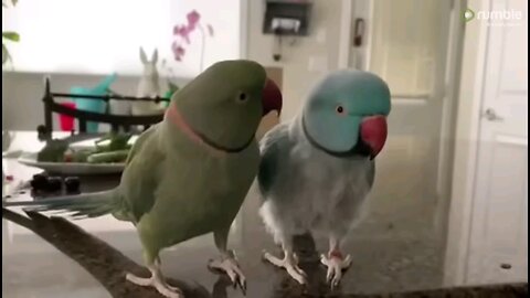 Parrots talking