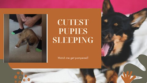 Cutest puppies feeling tired and sleeping | cute dogs