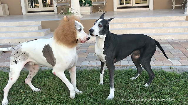 Funny Halloween Great Dane Plays with Lion Dane Brother