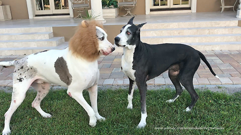 Funny Halloween Great Dane Plays with Lion Dane Brother