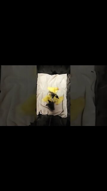 Five Muscovy ducklings